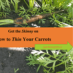 How to Thin Your Carrots