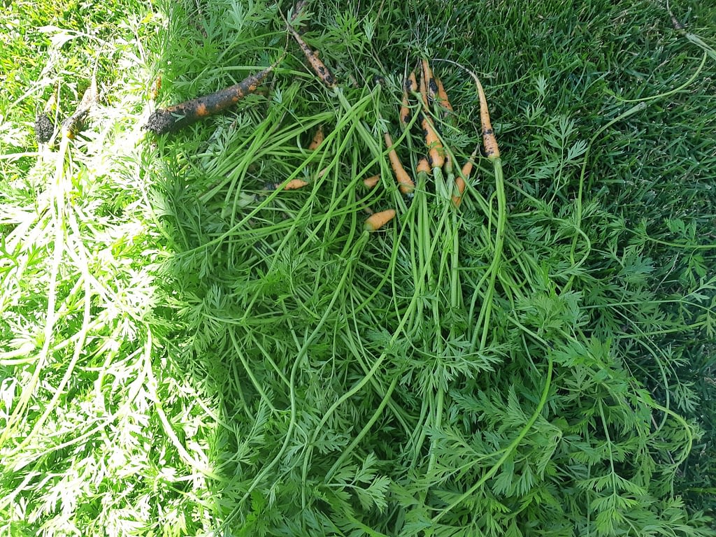 Thinned Carrots ready to wash in the yard. 