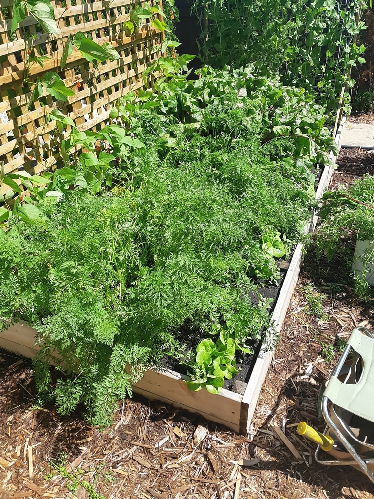 Carrot patch after thinning