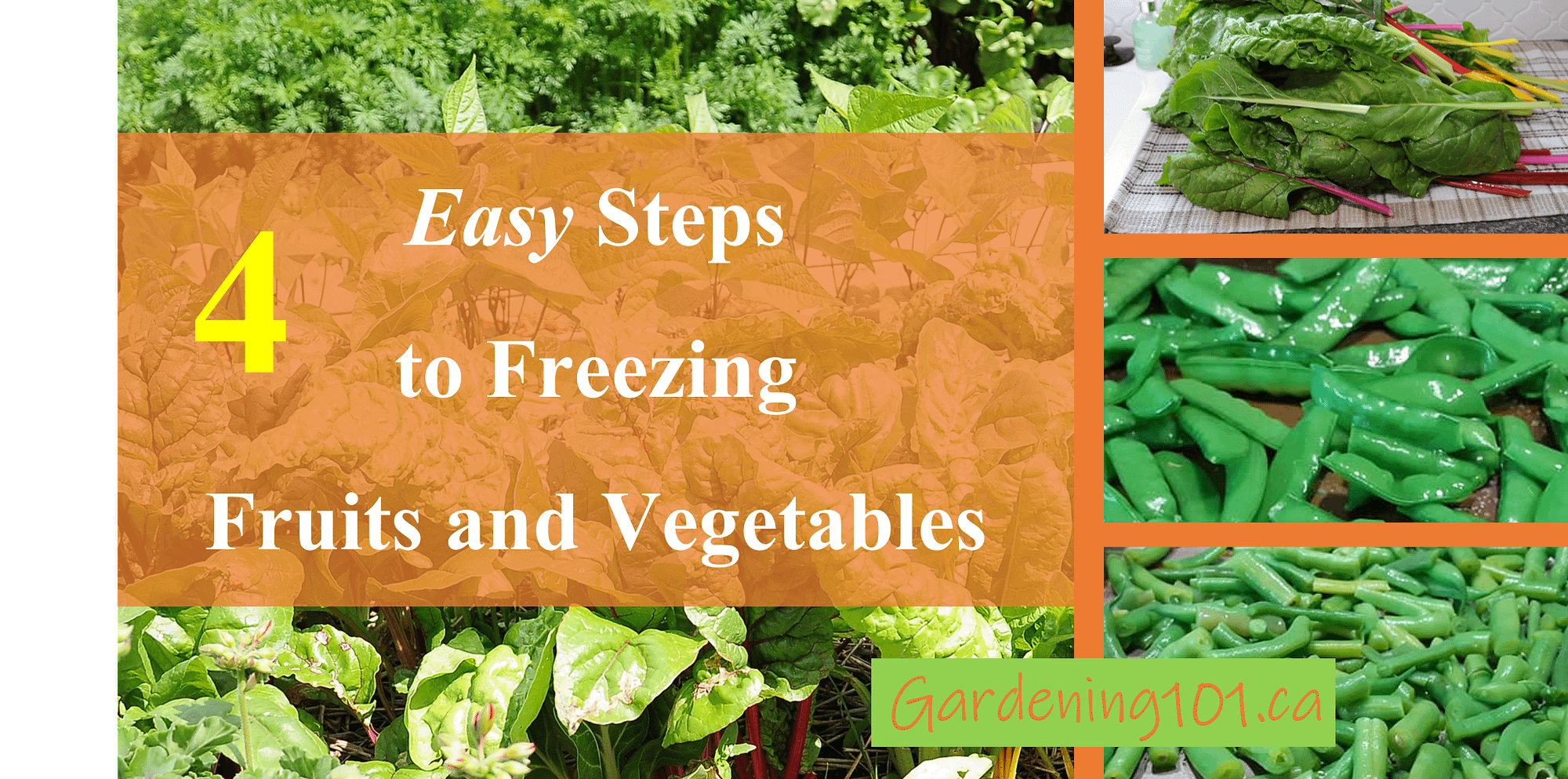 Four Easy Steps to Freezing Fruits and Vegetables Gardening101.ca